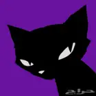 قطه كيتن للبيع