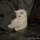 ابي قطوه للتبني