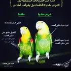 مهم جدا  ل المربين و المنتجين ( معلومات)