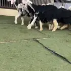 رخال نجد صنف