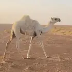 بكره كفو