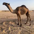 قعود هدب حق. على بعير الامير
