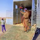 ديانه عربة نقل خيل