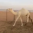 قعود اوضح على الحاكم