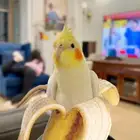 كروان للبيع