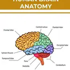 شرح مادة التشريح و وظائف الأعضاء لطلاب الطب والمجالات الطبية