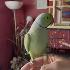 ببغاء درة هندي