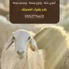 طليان اضاحي