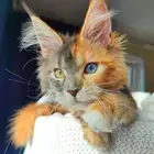 اسلام عليكم قطه لتبني