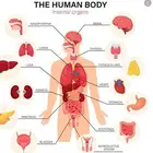 دكاتره لشرح جميع مواد الكليات الطبيه