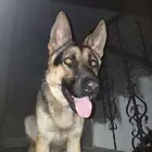 كلب حراسه للبيع ب 200 التواصل اتصال فقط