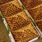 توصيل تمر و خضار