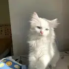 للبيع