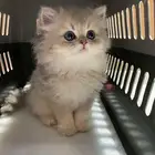 ابغا بسه صغيره لتبني نفس الي بالصور الي عنده يتواصل معي جدة