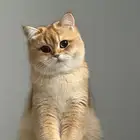 قطه سكوتش للبيع المستعجل