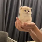 ابي قطوه للتبني صغيره