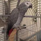 تبني بس.