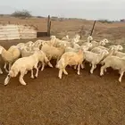 غنم للبيع