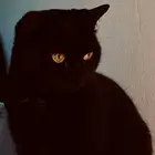 قطوة امريكية للتبني