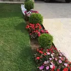 م ابو احمد تنسيق حدائق