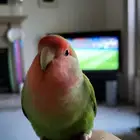 أقبل تبني أي نوع من الطيور