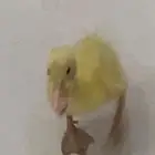 بطة صفرا للتبني