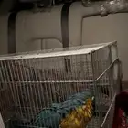 شحن الحيونات الاليفه من جده الجنوب