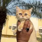 للبيع سكوتش ستريت بريتش