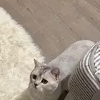 قط سكوتش للتبني بجميع اغراضه