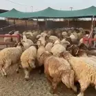 نعيمي