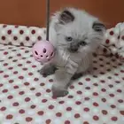 كيتين هيمالايا امريكي