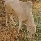 عجل للبيع اعرج رجله ما يحطها على الأرض