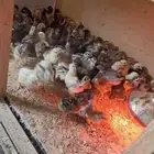 صوص بلدي في الرويضة
