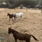 فرس   فرس   مهره