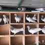 حمام باكستاني جمله