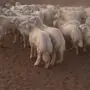 للبيع بهم حري جبر ونظيف 
