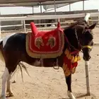 تاجير خيل و سيسي و بوني