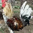 دجاج ماكنتوش سلالة نوادر للبيع تم البيع