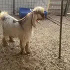 تيس عارضي
