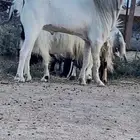 فحل معزا