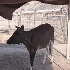 بقر جرسي