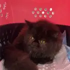 قطه ضايعه اوحاب يتبنى