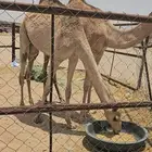 ماشاءالله تبارك الله نياق العدد--2 --اناث-- العمر من 8-9 شهو
