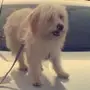 كلب فرنسي للبيع