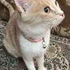 قطه مفقوده
