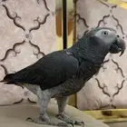 ببغاء كاسكو