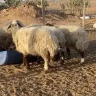 غنم نعيم طيبه