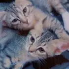 قطط