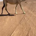 للبيع لقحه رمانيه