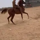 حصان